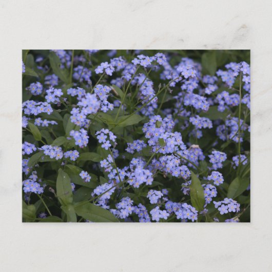 ベルジスミニヒト ポストカード (正面)