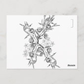 ベルツリー ポストカード (裏面)