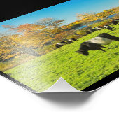 ベルテッドガロウェイ牛が草の上で放牧秋 フォトプリント            (角)