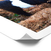 ベルテッドガロウェイ牛 ポスター (角)