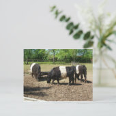 ベルテッドガロウェイ葉書 ポストカード (スタンド正面)