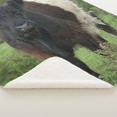 ベルテッドガロウェイ シェルパブランケット (3/4)