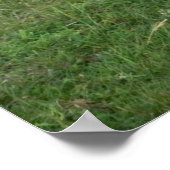 ベルテッドガロウェイ ポスター (角)