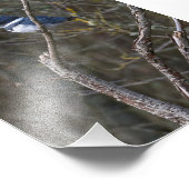 ベルテッドキングフィッシャーゲメスアイランドフォトプリント フォトプリント            (角)