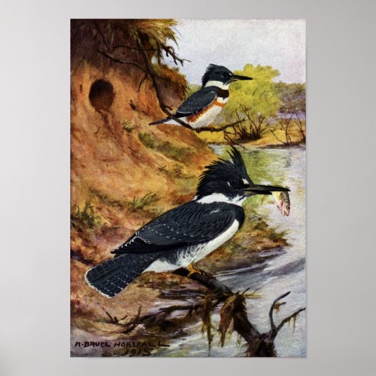 ベルテッドキングフィッシャーズとその巣トンネル ポスター (正面)