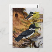 ベルテッドキングフィッシャーズとその巣トンネル ポストカード (正面/裏面)