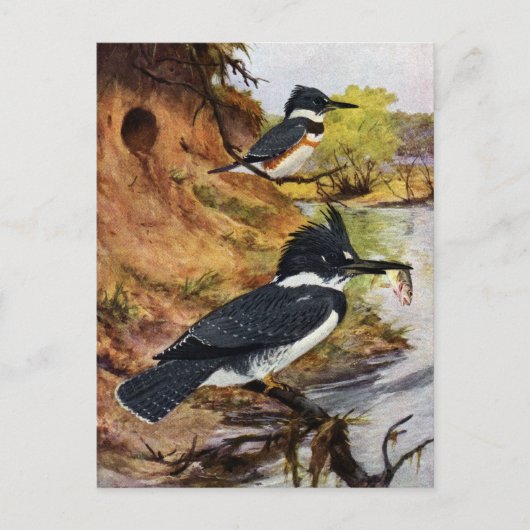 ベルテッドキングフィッシャーズとその巣トンネル ポストカード (正面)