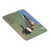 ベルテッドキングフィッシャー（未熟） マグネット (右側)