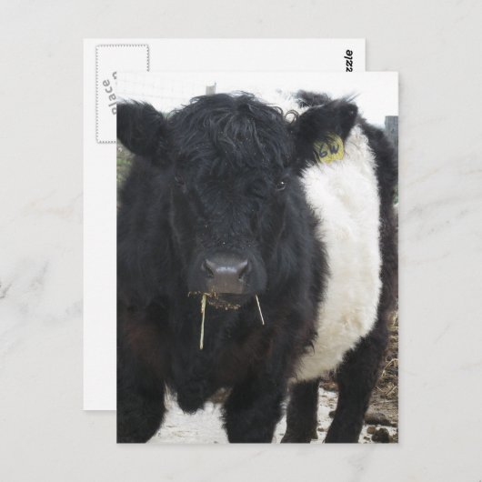 ベルテッドギャロウェイの牛が草を食べている ポストカード (正面/裏面)