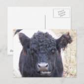 ベルテッド・ガロウェイの雌牛 - エマ ポストカード (正面/裏面)