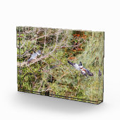 ベルテッド・キングフィッシャー フォトブロック (右)