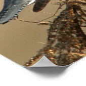 ベルテッド・キングフィッシャー ポスター (角)