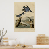 ベルテッド・キングフィッシャー ポスター (キッチン)