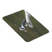 ベルテッド・キングフィッシャー マグネット (右側)