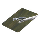 ベルテッド・キングフィッシャー マグネット (左側)