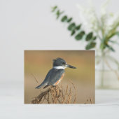 ベルトを付けられたカワセミ ポストカード (スタンド正面)
