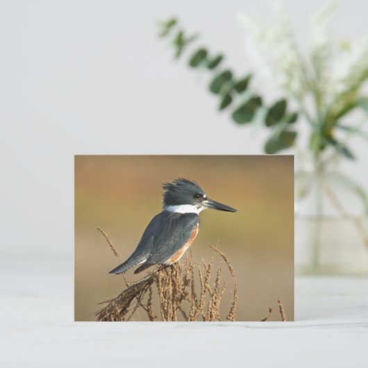 ベルトを付けられたカワセミ ポストカード (スタンド正面)