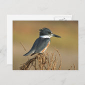 ベルトを付けられたカワセミ ポストカード (正面/裏面)