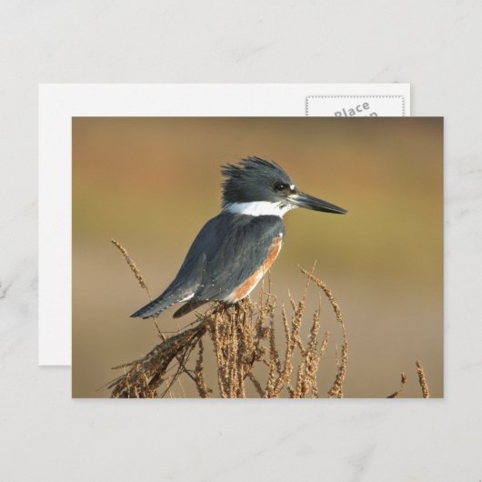 ベルトを付けられたカワセミ ポストカード (正面/裏面)