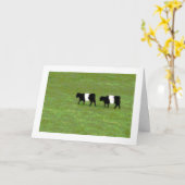 ベルトを付けられたギャロウェーはカードを脅かします カード (黄色い花)