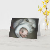 ベルト誕生日ハスキー犬グリーティングカード カード (黄色い花)