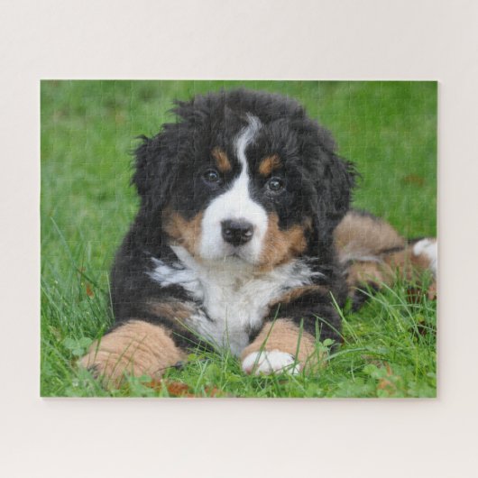ベルナーゼン・マウンテン・ドッグ ジグソーパズル 子犬 (横)