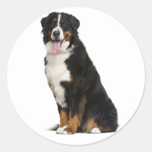 ベルナーゼン・マウンテン・パピー・ママ・犬・パパ・ベルナー愛 ラウンドシール