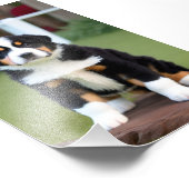 ベルニースマウンテンの子犬サテン写真の拡大 フォトプリント            (角)