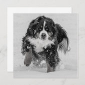 ベルネスマウンテンドッグ (正面/裏面)