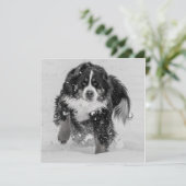 ベルネスマウンテンドッグ (スタンド正面)