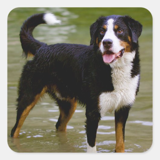ベルネス山犬ステッカー スクエアシール (正面)