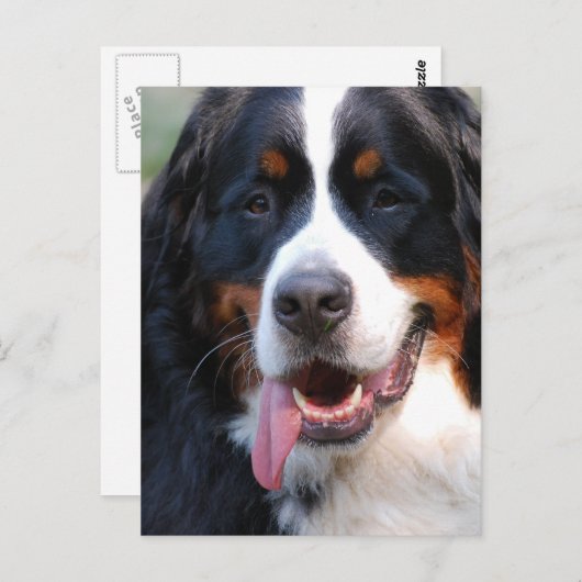 ベルネーズマウンテンドッグとビッグ舌はがき ポストカード (正面/裏面)