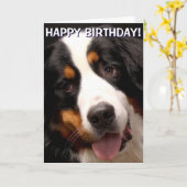 ベルネーズマウンテンドッグのグリーティングカード カード (黄色い花)
