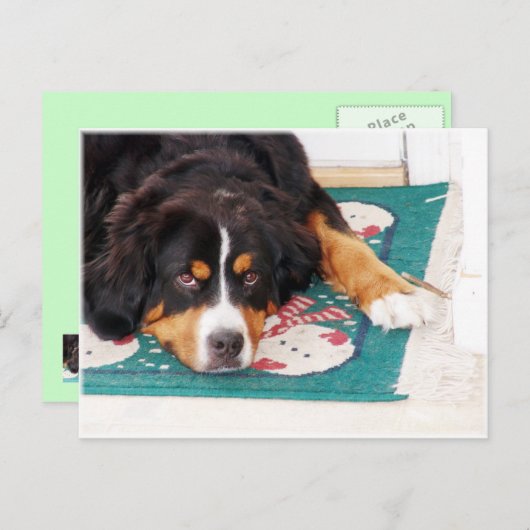 ベルネーズマウンテンドッグはがき ポストカード (正面/裏面)