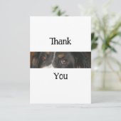 ベルネーズマウンテンドッグアイズ サンキューカード (スタンド正面)