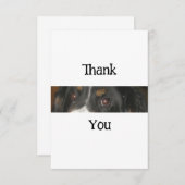 ベルネーズマウンテンドッグアイズ サンキューカード (正面/裏面)