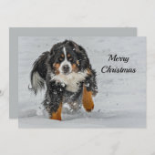 ベルネーズマウンテンドッグスノーフォトクリスマスフラット シーズンカード (正面/裏面)