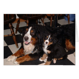 ベルネーズマウンテンドッグス – 男性と子犬