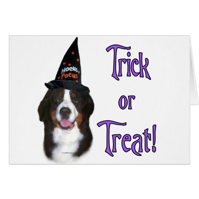 ベルネーズマウンテンドッグトリック (正面横)