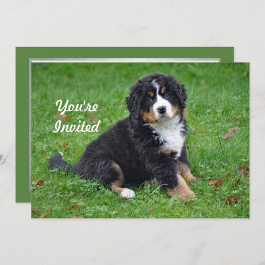 ベルネーズマウンテンドッグパピーフォト誕生日 招待状 (正面/裏面)