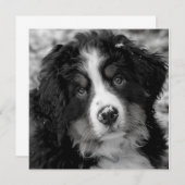 ベルネーズマウンテンドッグ (正面/裏面)