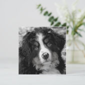 ベルネーズマウンテンドッグ (スタンド正面)