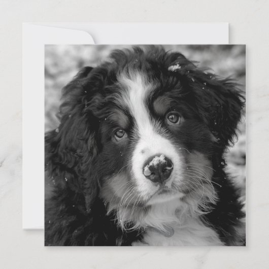 ベルネーズマウンテンドッグ (正面)