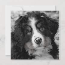 ベルネーズマウンテンドッグ