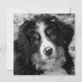 ベルネーズマウンテンドッグ