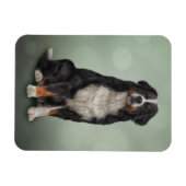 ベルネーズマウンテンドッグ マグネット (横)