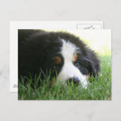 ベルネーゼの子犬 ポストカード (正面/裏面)