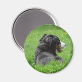 ベルネーゼの山犬が太陽を楽しむ マグネット (正面/裏面)