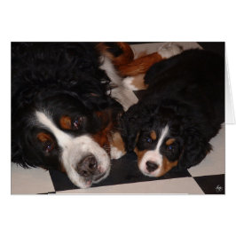 ベルネーゼ山犬が頭に向かう