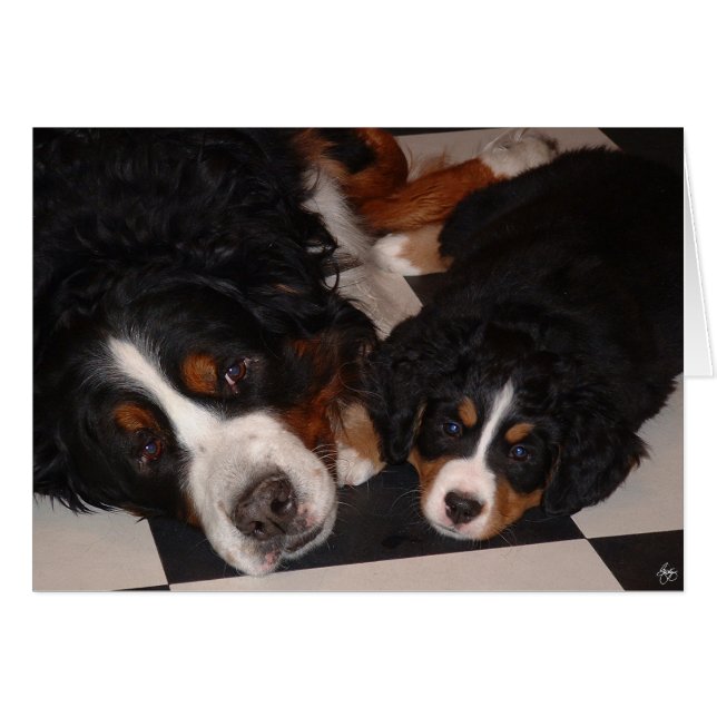 ベルネーゼ山犬が頭に向かう (正面横)